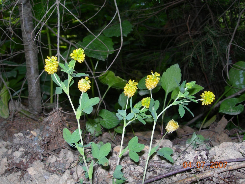 Image of Trifolium aureum specimen.