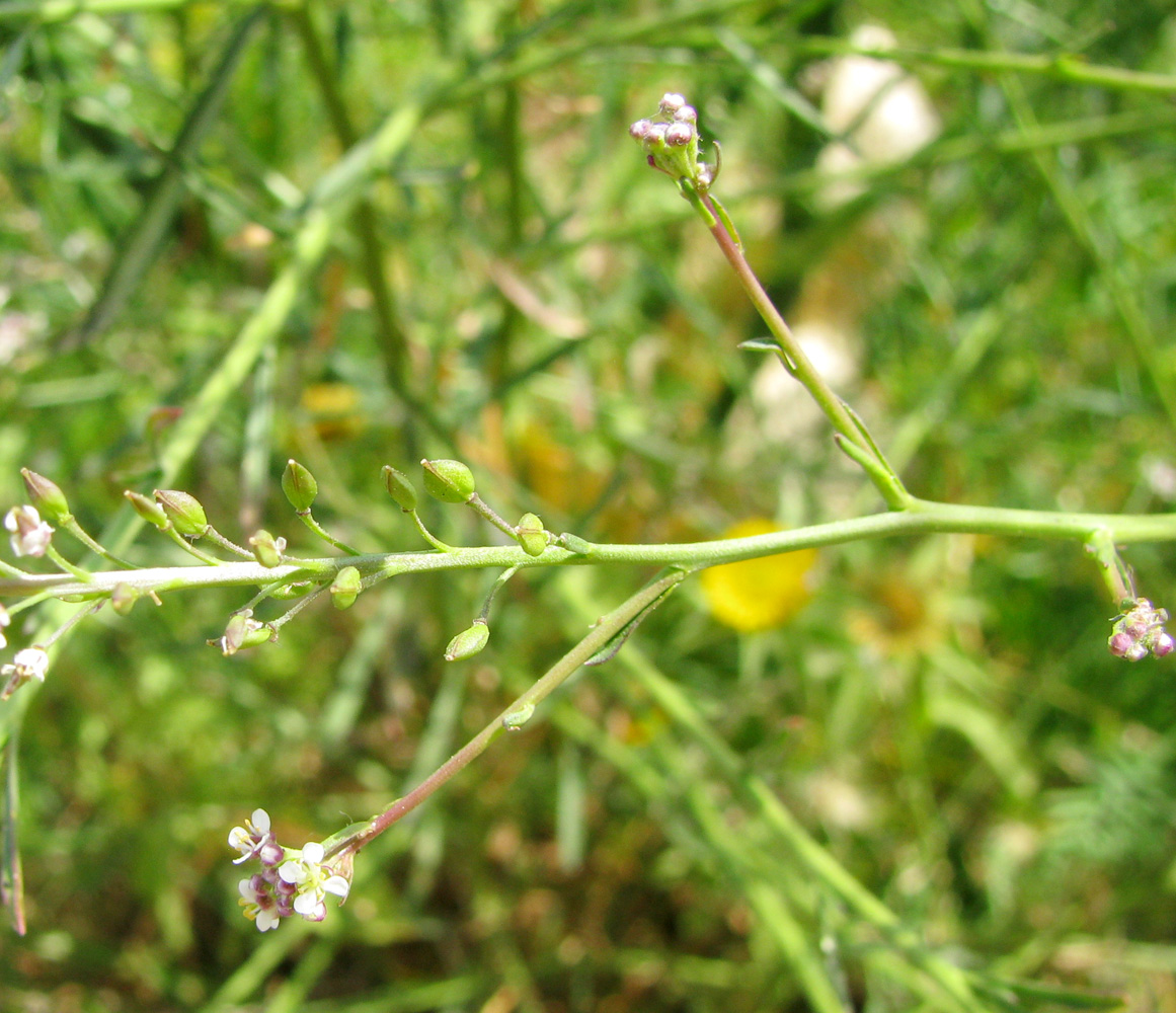 Изображение особи Lepidium graminifolium.