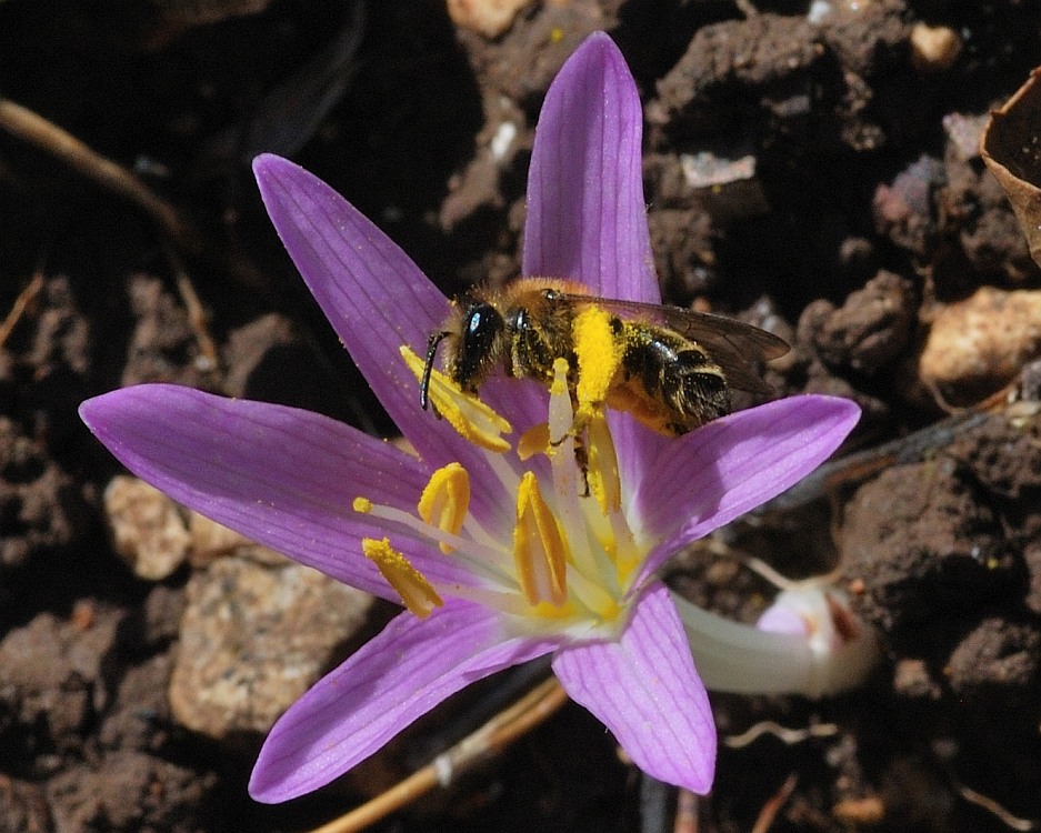 Изображение особи Colchicum stevenii.