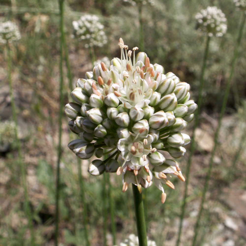 Изображение особи Allium oreoscordum.