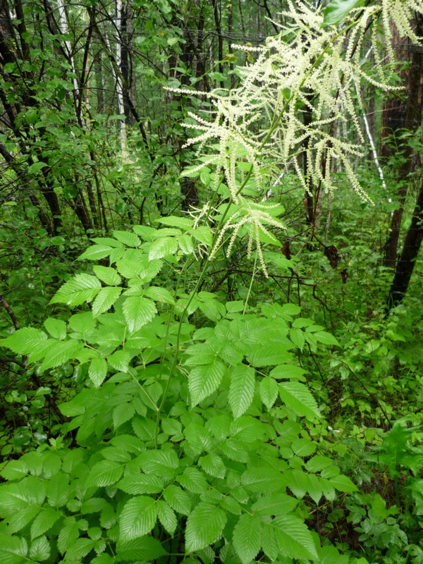 Image of Aruncus dioicus specimen.