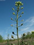 Camelina pilosa