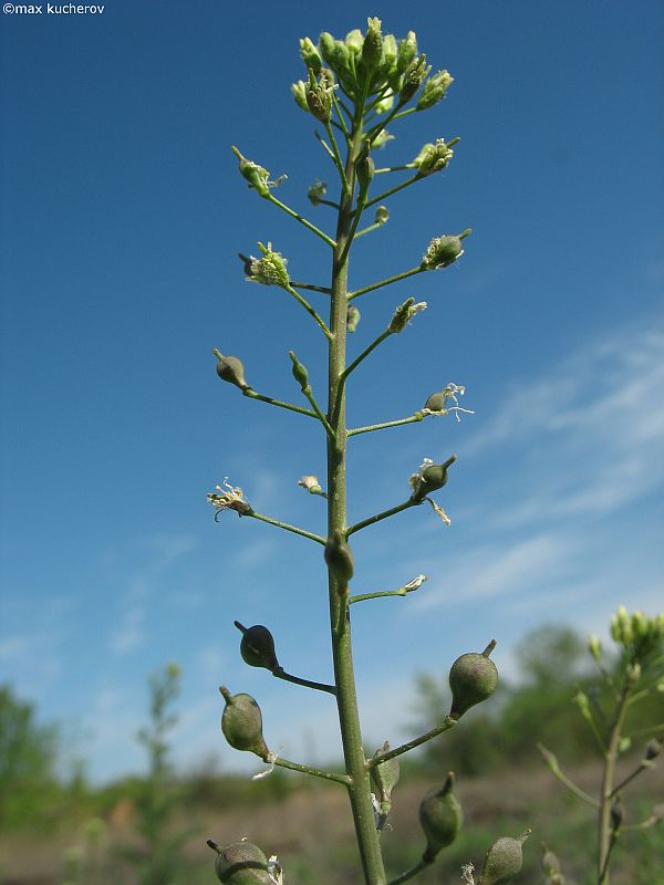 Image of Camelina pilosa specimen.