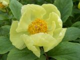 Paeonia mlokosewitschii