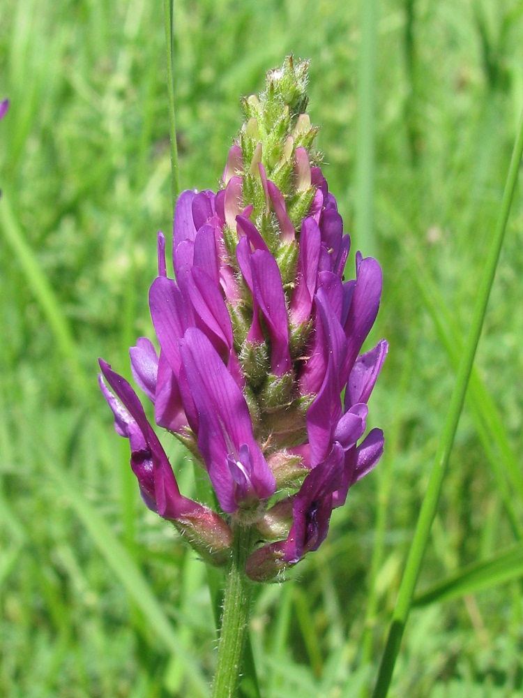 Image of Astragalus onobrychis specimen.