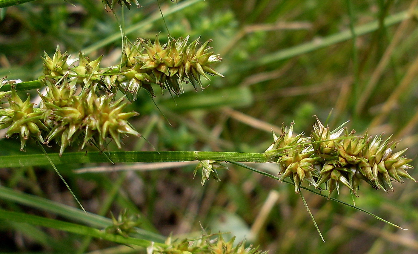 Изображение особи Carex otrubae.