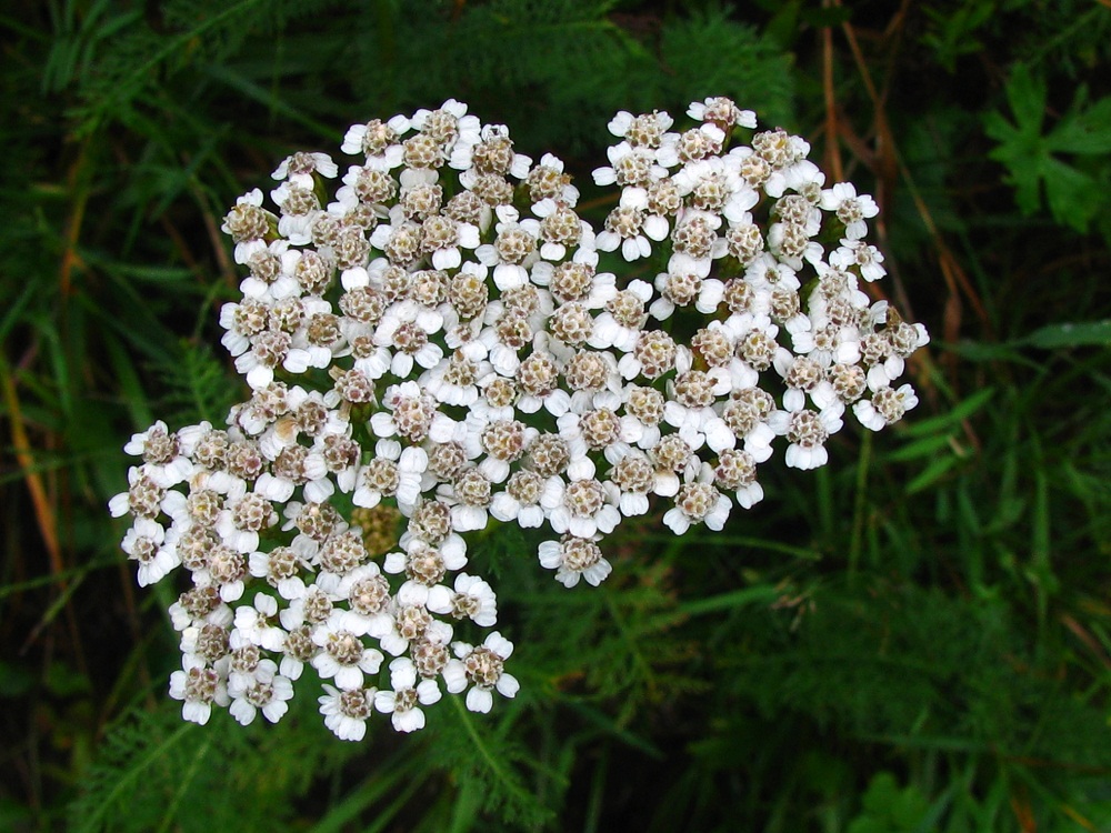 Изображение особи Achillea millefolium.