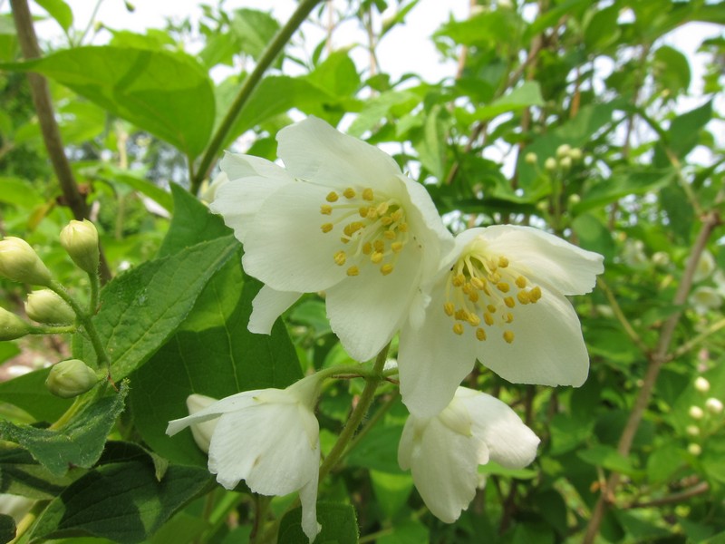 Image of Philadelphus tenuifolius specimen.