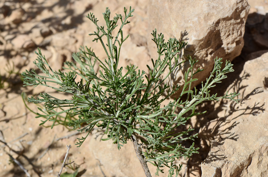 Изображение особи Artemisia sieberi.