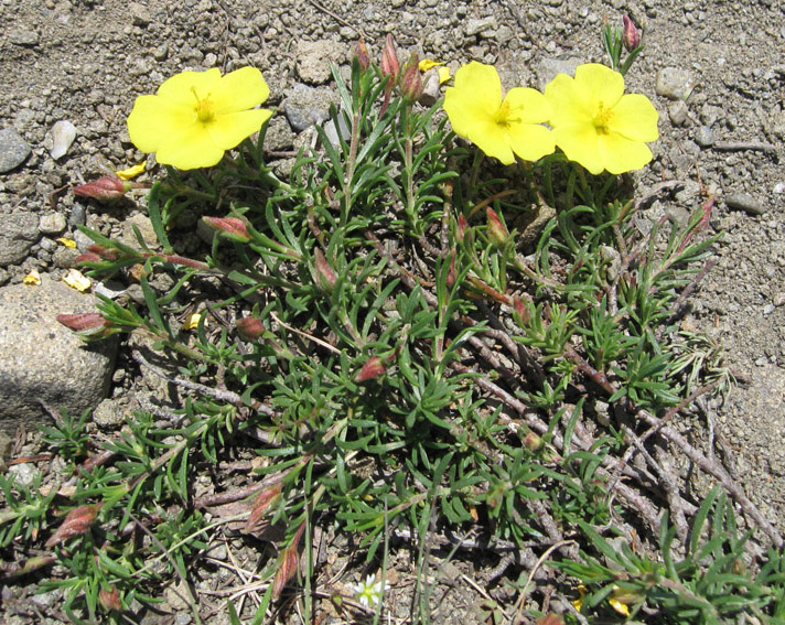 Изображение особи Fumana procumbens.