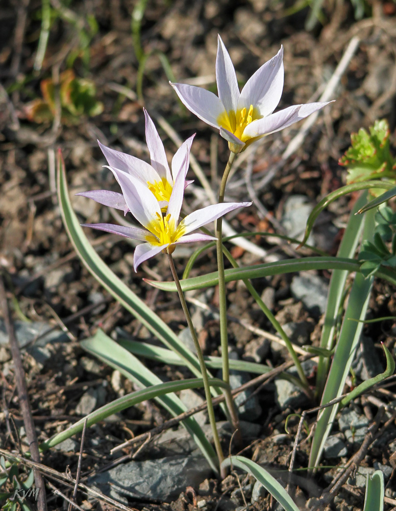 Изображение особи Tulipa patens.