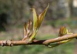 Stachyurus praecox