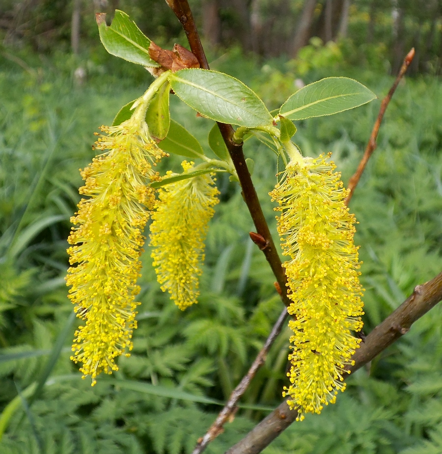 Изображение особи Salix pentandra.