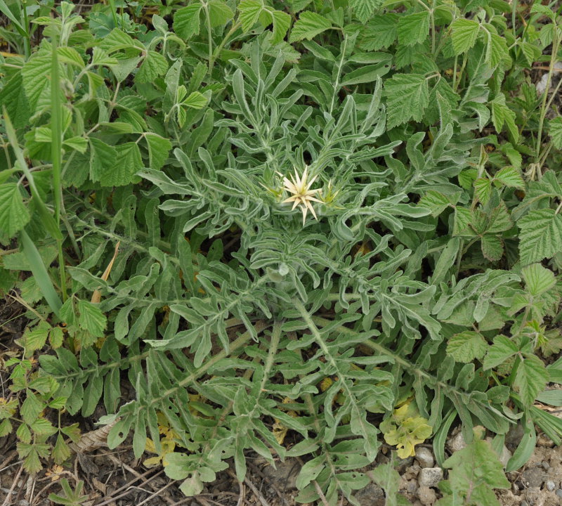 Image of Centaurea iberica specimen.