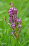 Dactylorhiza romana subspecies georgica. Соцветие. Нагорный Карабах, Мартунинский р-н, окр. дер. Ннги. 07.05.2013.