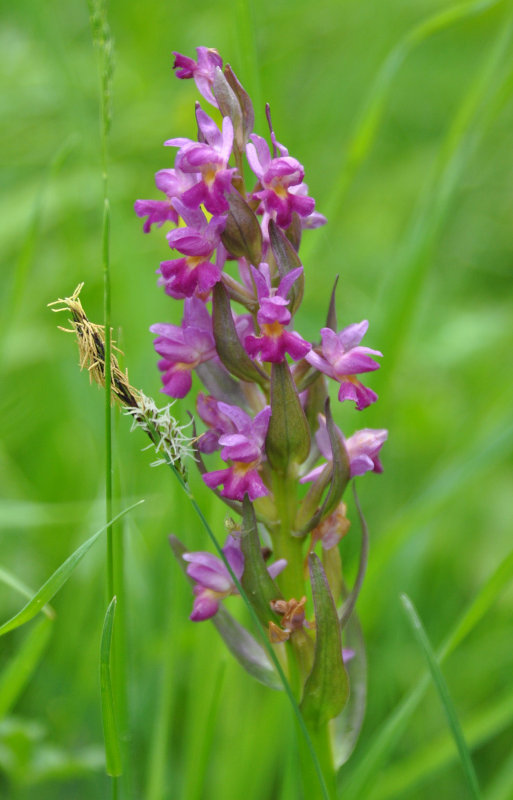 Изображение особи Dactylorhiza romana ssp. georgica.