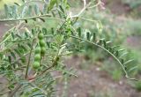 Vicia ervilia