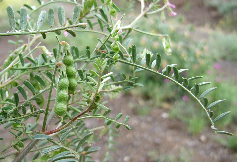 Изображение особи Vicia ervilia.