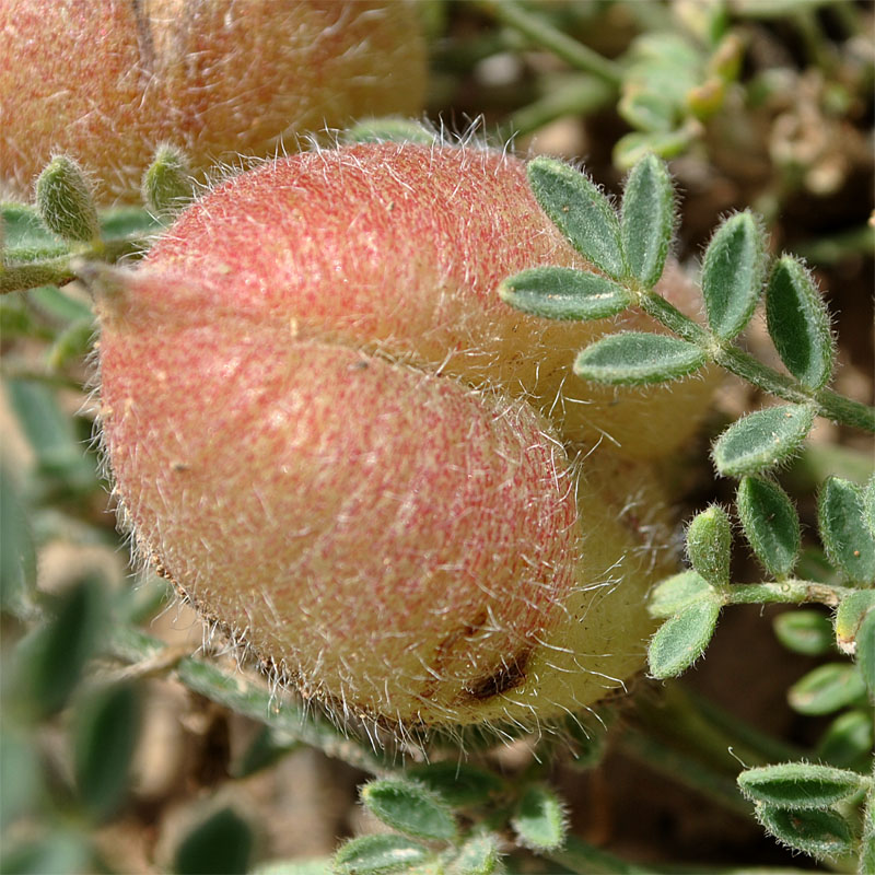 Изображение особи Astragalus biebersteinii.