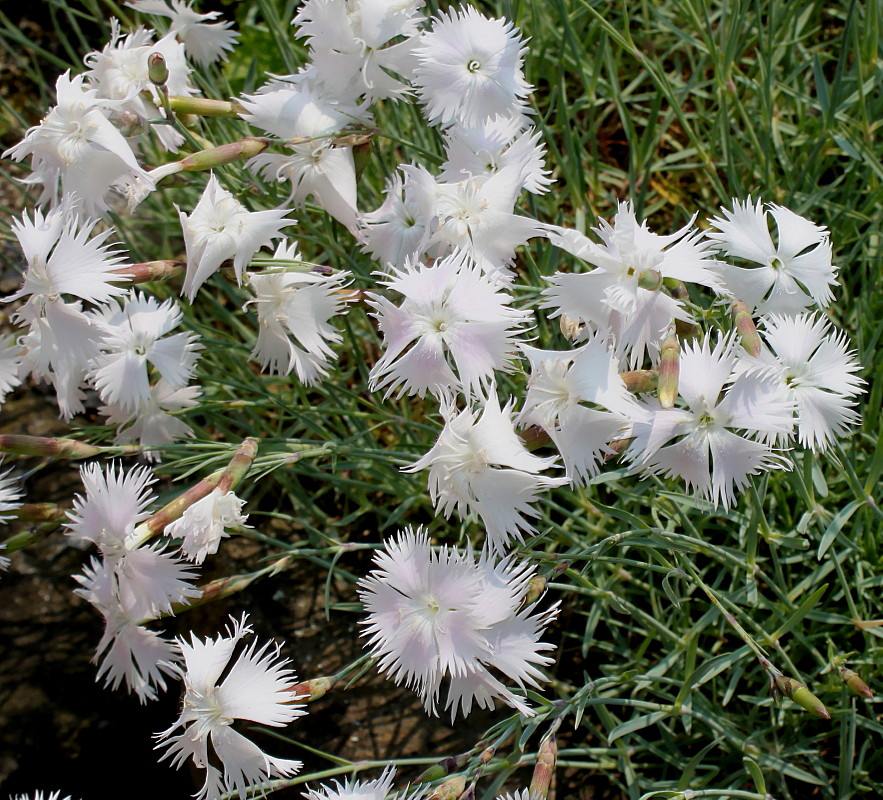 Изображение особи Dianthus noeanus.