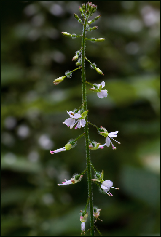 Изображение особи Circaea lutetiana.