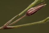 Minuartia adenotricha