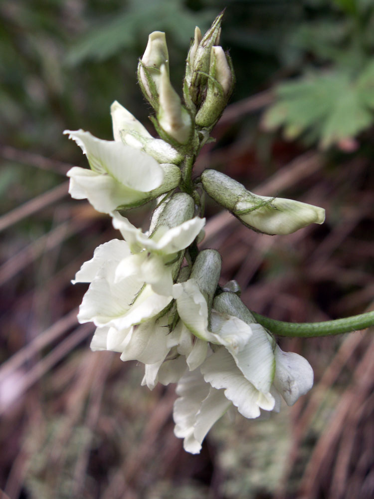 Image of Oxytropis ochroleuca specimen.