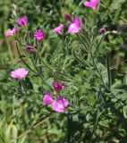 Epilobium hirsutum