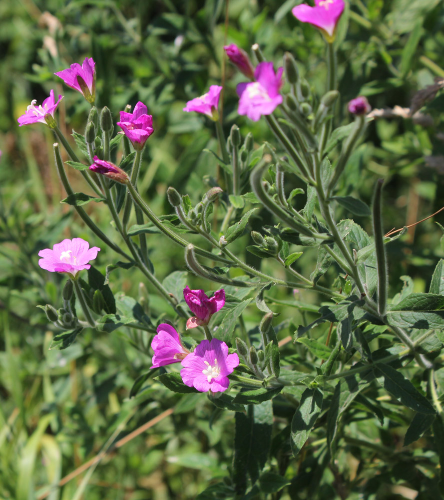 Image of Epilobium hirsutum specimen.