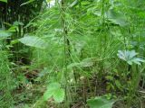 Equisetum pratense