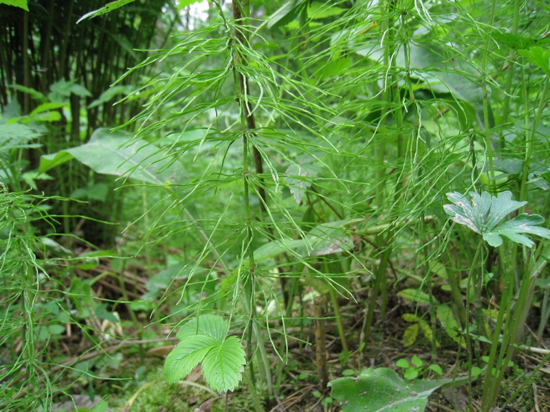 Image of Equisetum pratense specimen.