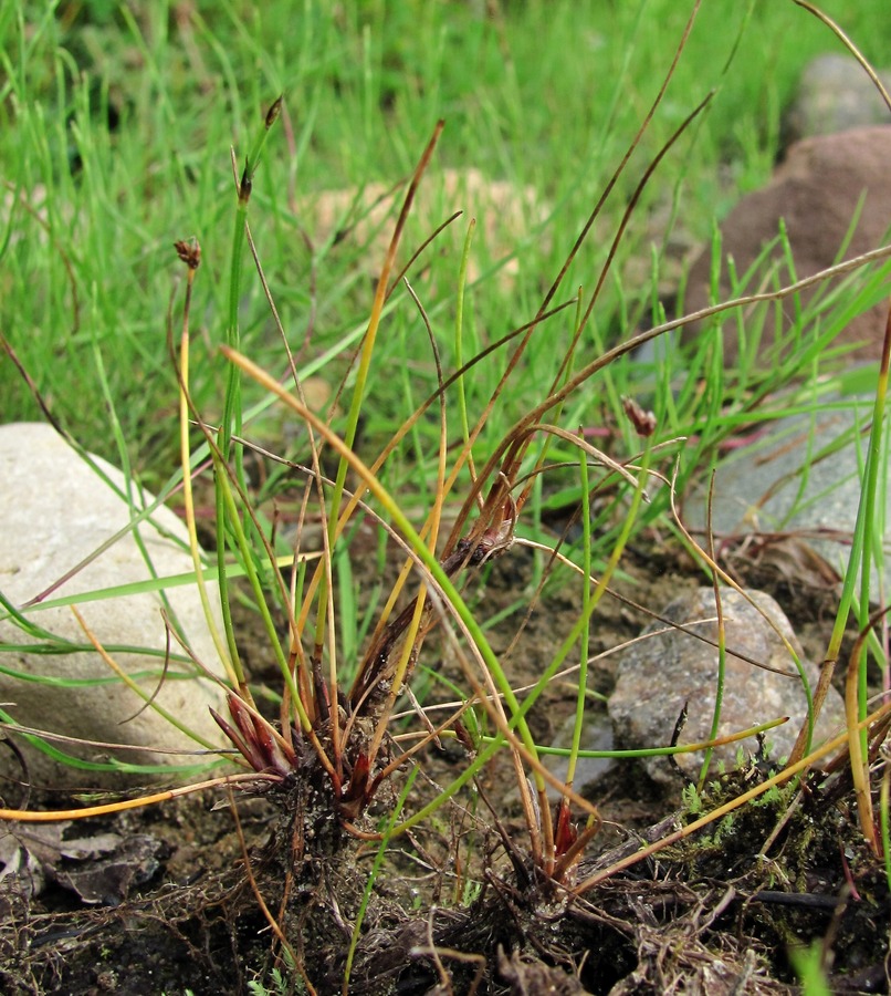 Изображение особи Eleocharis uniglumis.