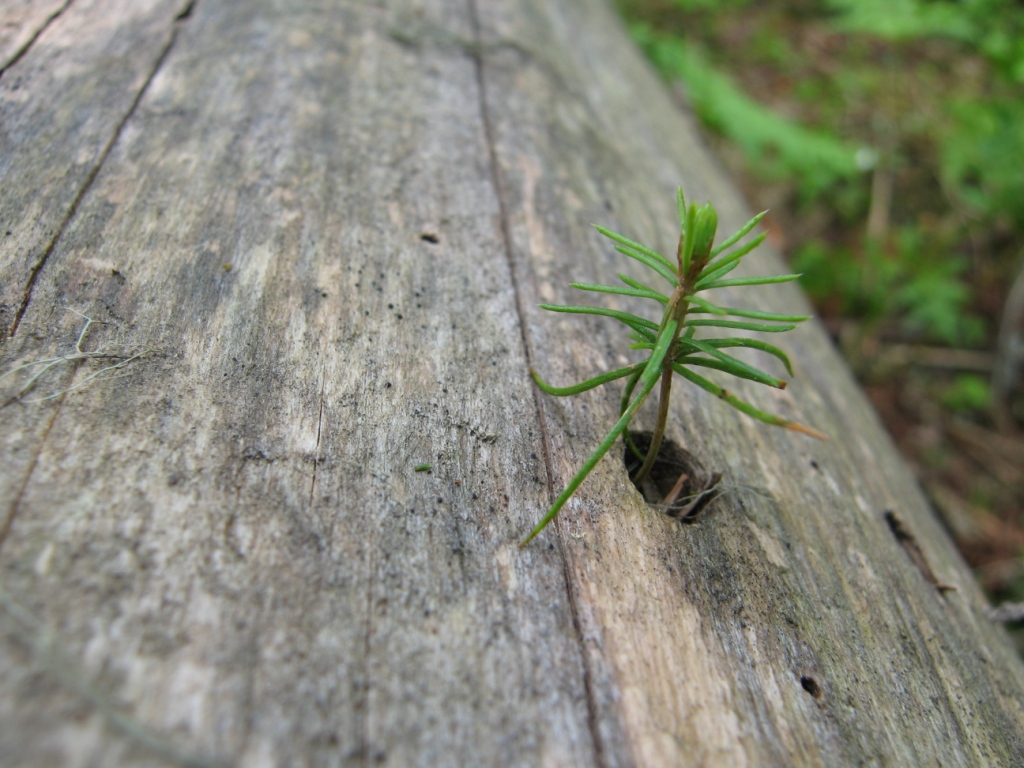 Изображение особи Picea &times; fennica.