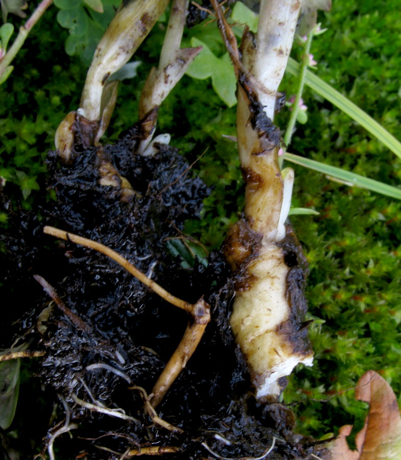 Image of Corydalis sajanensis specimen.