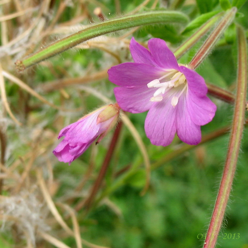 Image of Epilobium hirsutum specimen.