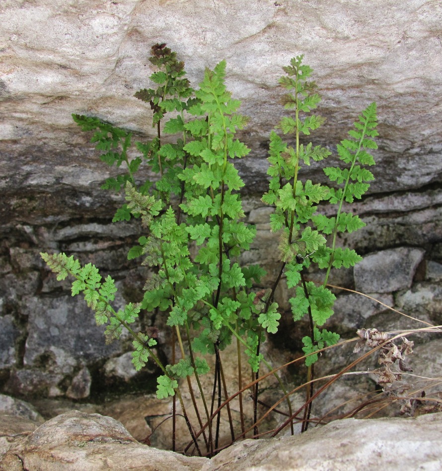 Image of Cystopteris dickieana specimen.