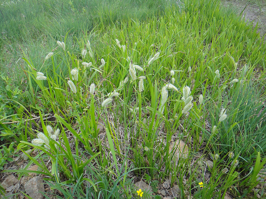 Image of Carex rhynchophysa specimen.