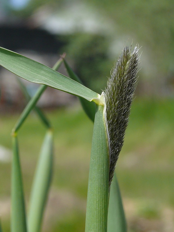 Изображение особи Alopecurus arundinaceus.