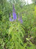 Veronica longifolia. Цветущее растение. Республика Бурятия, Баунтовский эвенкийский р-н, окр. пос. Северный, долина р. Мал Амалат близ пионерлагеря, обочина дорожного пути близ берега реки. 15.07.2013.