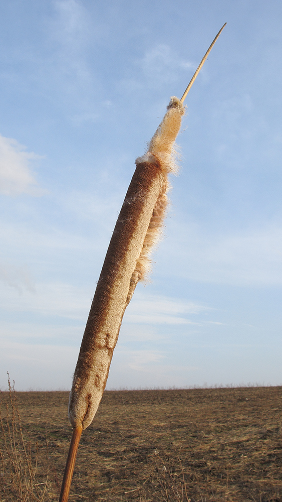 Изображение особи род Typha.