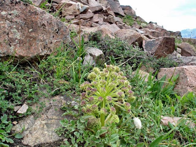 Изображение особи Archangelica brevicaulis.