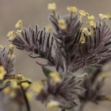 Arnebia tibetana