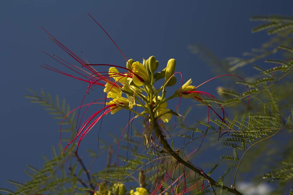 Изображение особи Caesalpinia gilliesii.