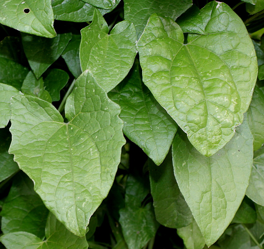 Image of Thunbergia alata specimen.