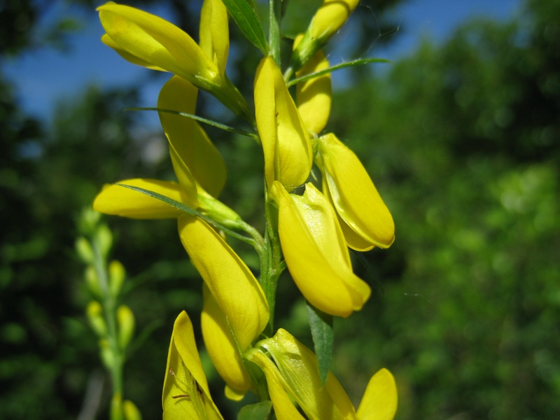 Image of Genista tinctoria specimen.