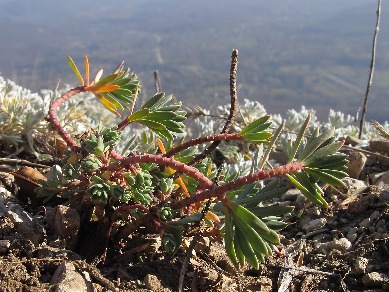 Изображение особи Euphorbia petrophila.