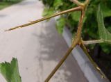 genus Crataegus