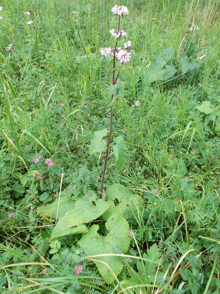 Изображение особи Phlomoides tuberosa.