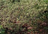 Rhododendron obtusum