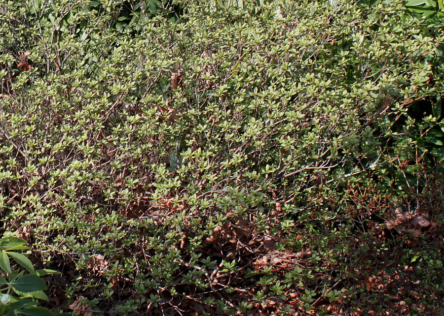 Image of Rhododendron obtusum specimen.